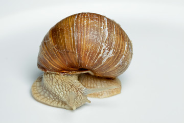 Weinbergschnecke (Helix pomatia)