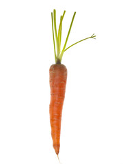 Carrot