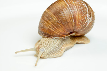 Weinbergschnecke (Helix pomatia)