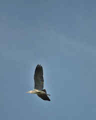 Ardea cinerea