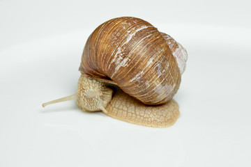 Weinbergschnecke (Helix pomatia)