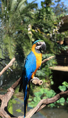Parrot
