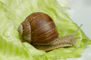 Weinbergschnecke (Helix pomatia)