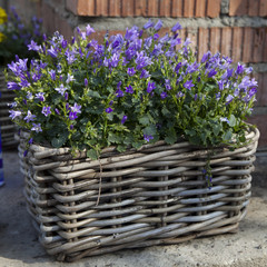 Fototapeta na wymiar Kosz z kwiatami bluebells