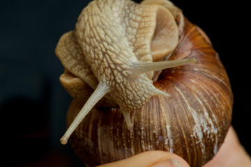 Weinbergschnecke (Helix pomatia)