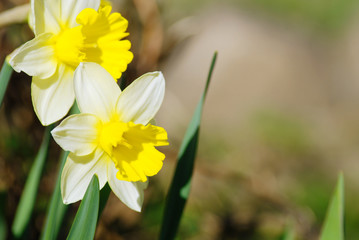 Two white narcissuses outdoors