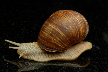 Weinbergschnecke (Helix pomatia)