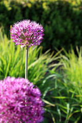 allium flower