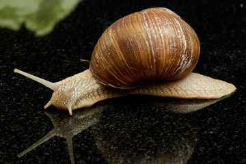 Weinbergschnecke (Helix pomatia)