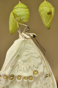 White swallowtail eclosion