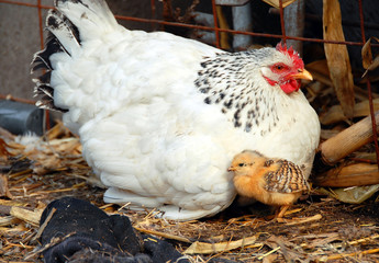 Hen and chicken