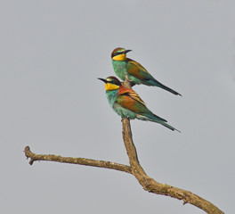 coppia di gruccioni su ramo