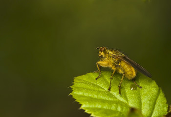 Scathophaga