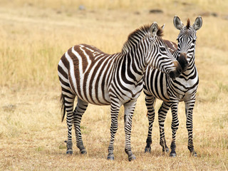 Fototapeta na wymiar Dwie zebry na Masai Mara w Kenii