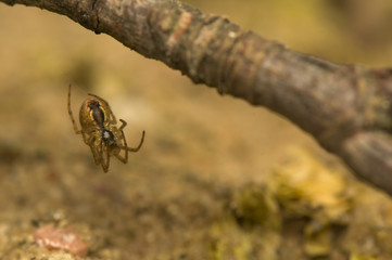 Spider