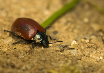 Melasoma