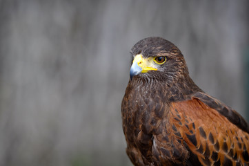Harris Hawk