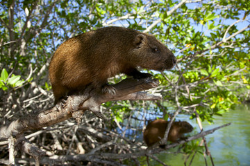 cuban hutia sitting in a mangrove trees near river
