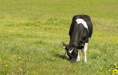 Cow