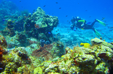 Naklejka na ściany i meble Reef Explorer