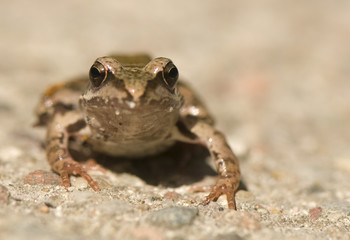 Frog - Rana