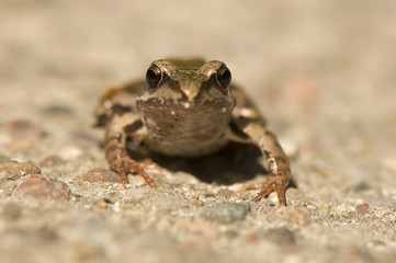 Frog - Rana