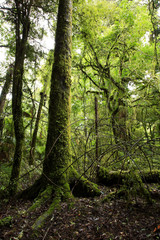 Obraz premium Forest