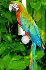 Colourful parrot bird sitting on the perch
