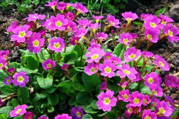 Primula in the garden