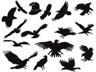 silhouette of eagles