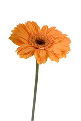 Orange gerbera