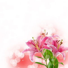 Fototapeta na wymiar Beautiful pink lily