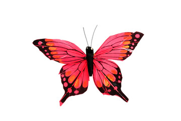 butterfly on a white background