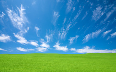 Green grass and sky