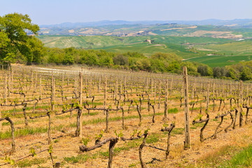 Fototapeta na wymiar Tuscan winnic w pobliżu Montalcino (Brunello), Toskania, Włochy