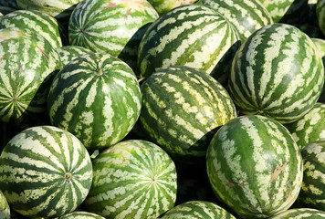 Water-melons