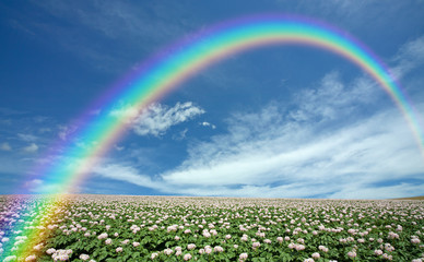 Potato field with sky and rainbow