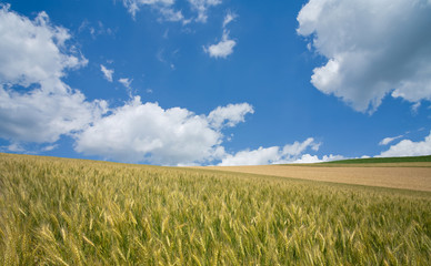 Golden wheat field with blue sky in background