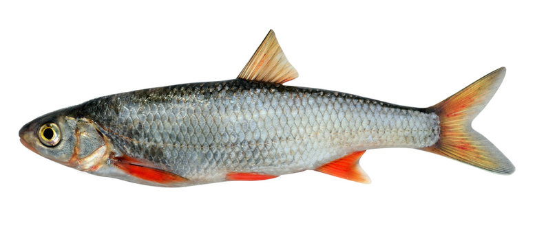 Сибирский елец (Leuciscus leuciscus baicalensis)