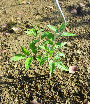 plant de tomate sur piquet