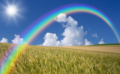 Golden wheat field with blue sky in background