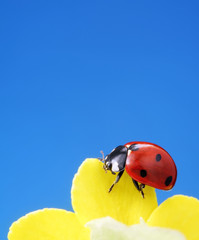 ladybug on yellow flower