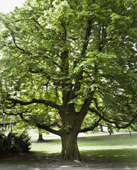 Fototapeta na wymiar TREE in a public garden