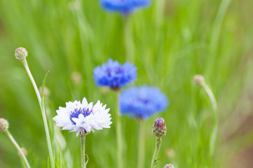 青と白のヤグルマギク