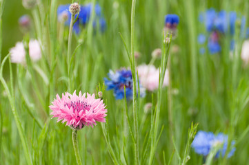 色とりどりのヤグルマギク