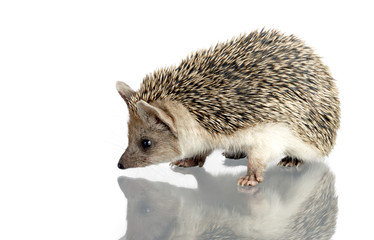 hedgehog isolate on white