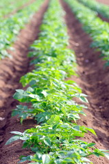 じゃがいも畑/朝