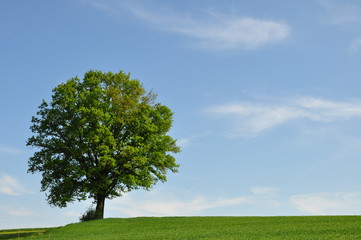 Fototapeta na wymiar einsamer Baum am Horizont