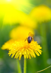 Bee on dandelion