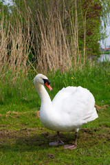 White swan in nature